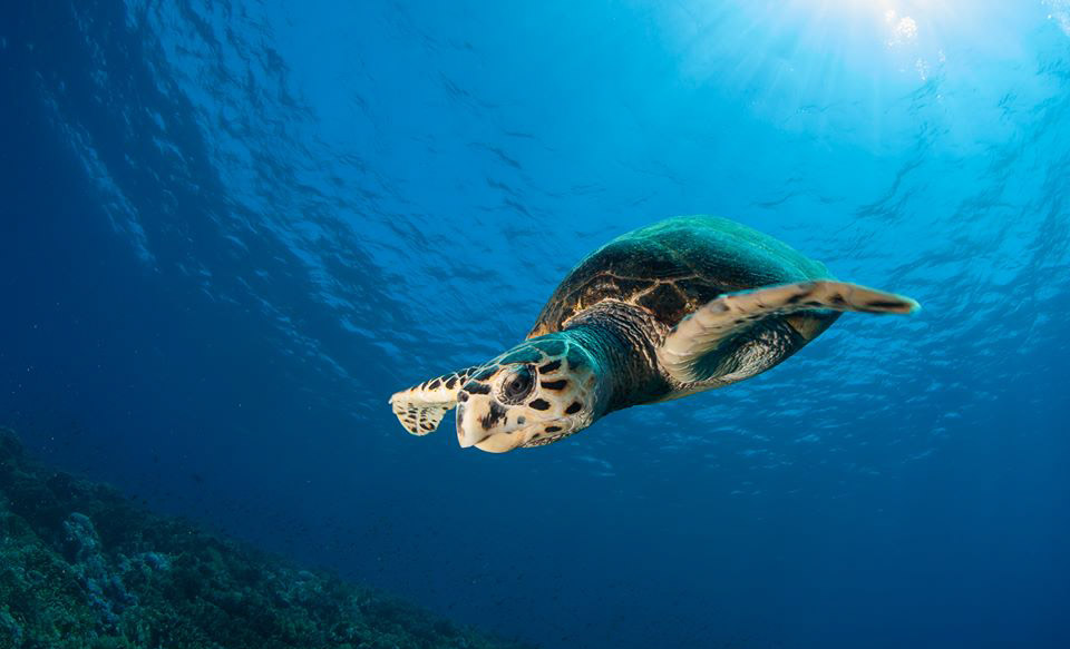 turtle-red-sea-diving-umbi-liveaboards