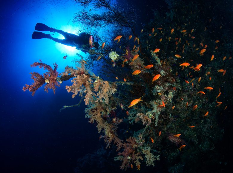 Red-sea-scuba-diving
