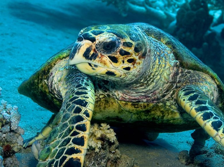 Hawksbill Turtle, Eretmochelys imbricata, Coral Reef, Red Sea, Egypt, Africa